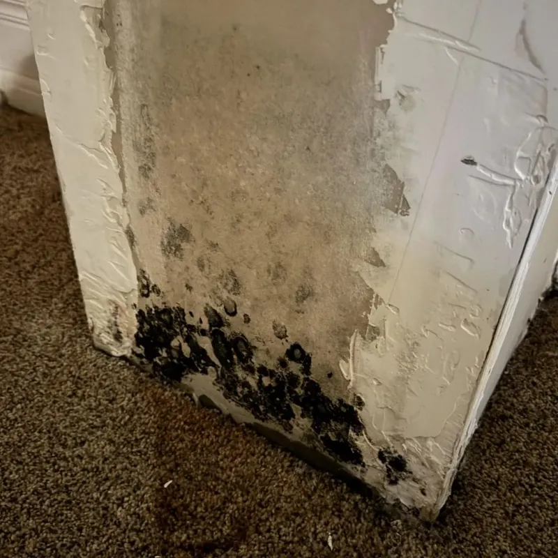 Professional Mold Removal in City of Petersburg, VA